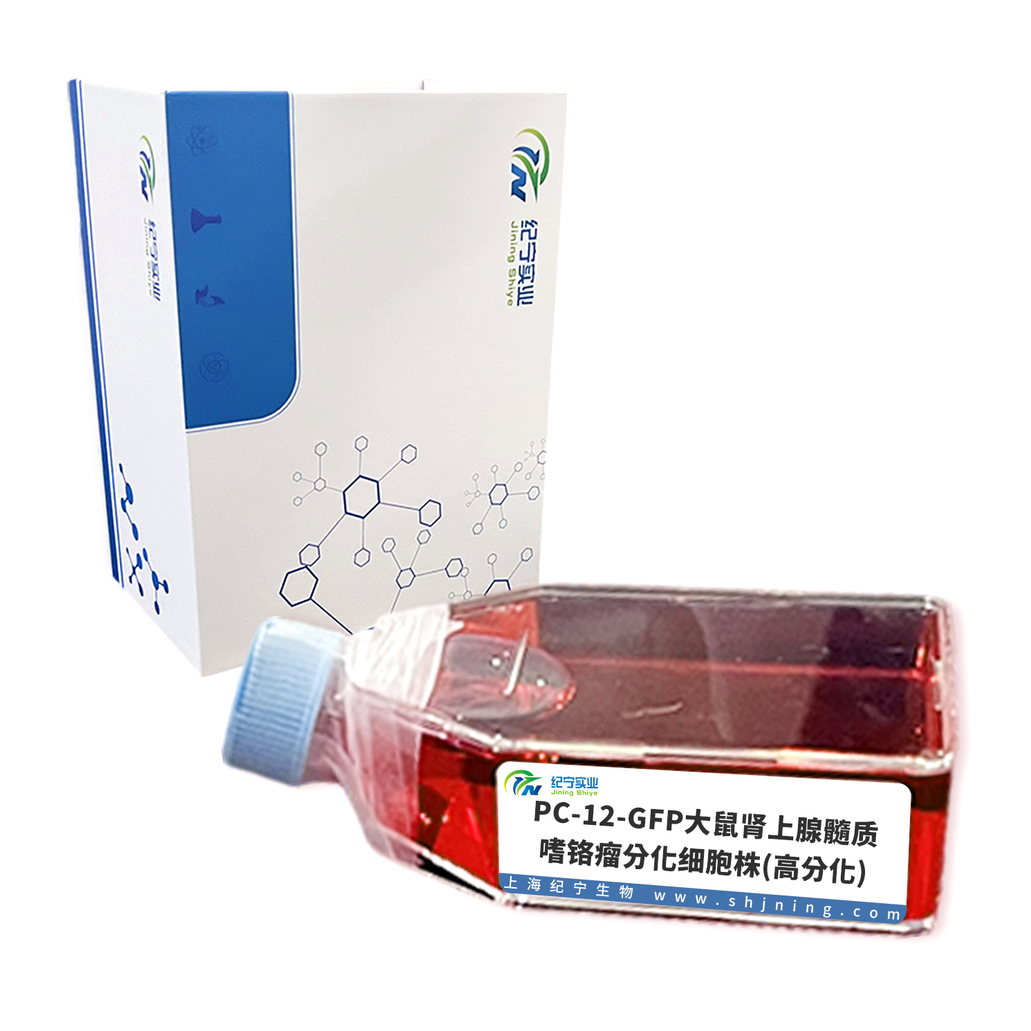 PC-12-GFP大鼠腎上腺髓質(zhì)嗜鉻瘤分化細胞株(高分化)